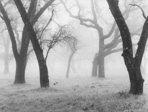 Black Oaks in fog - Print size 25.4 x 32.8 cm/Mount size 40,6x50,8 cm