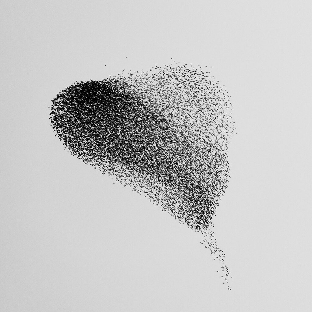 Starling Murmuration 80, Bildgröße / Image size 40x40 cm, Rahmen / Frame 50x50 cm