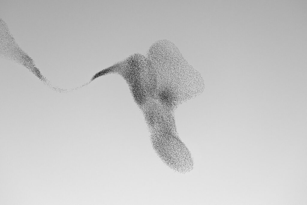 Starling Murmuration 91, Bildgröße / Image size 40x60 cm, Rahmen / Frame 50x70 cm