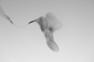 Starling Murmuration 91, Bildgröße / Image size 40x60 cm, Rahmen / Frame 50x70 cm