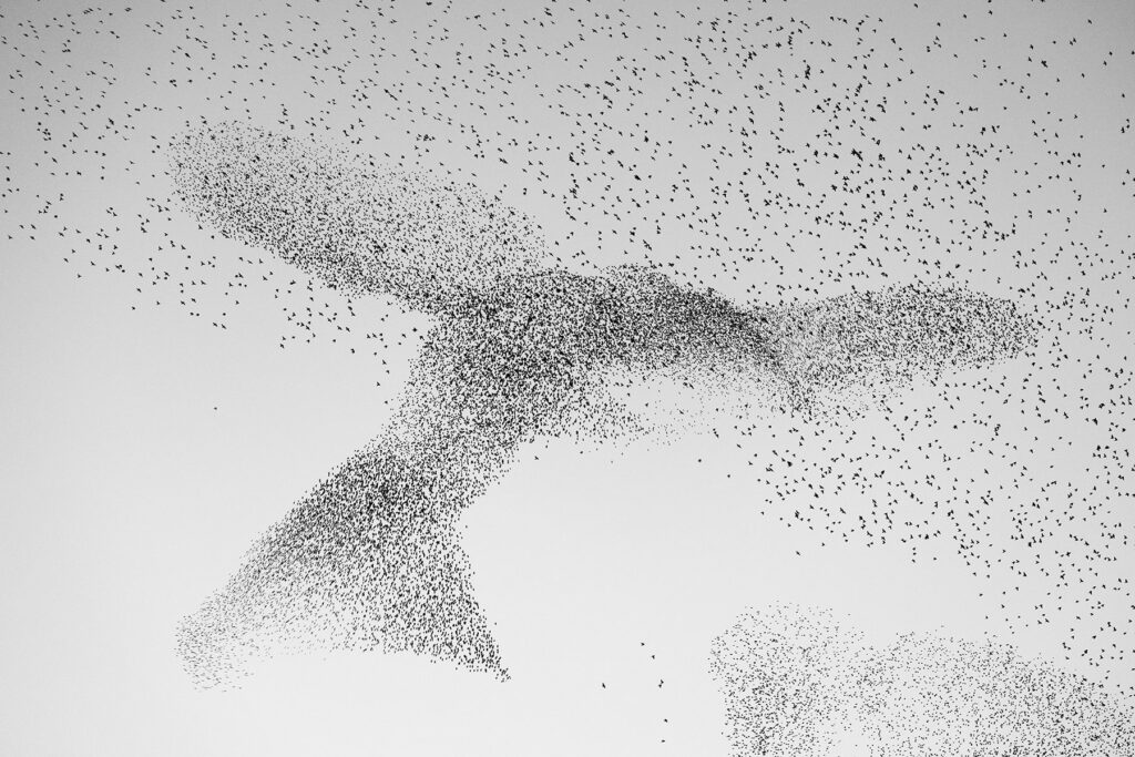 Starling Murmuration 95, Bildgröße / Image size 40x60 cm, Rahmen / Frame 50x70 cm