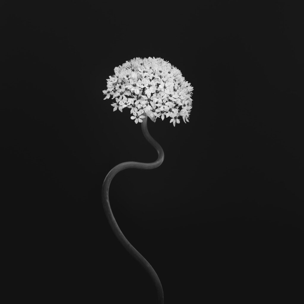Allium - Lauch