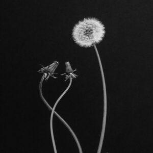 Dandelions - Löwenzahn