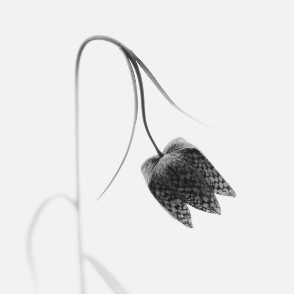 Fritillary - Schachblume